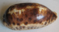 /products/cypraea-testudinaria-linnaeus-17581/