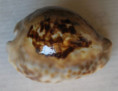 /products/cypraea-teuleri-cazenavette-18461/