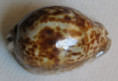 /products/cypraea-stercoraria-linnaeus-1758/