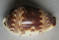 /products/cypraea-diluculum-reeve-18452/