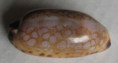 /products/cypraea-scurra-mundula-lorenz-20091/