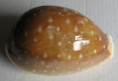 /products/cypraea-vitellus-polynesiae-f-a-schilder-m-schilder-1939/