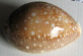 /products/cypraea-vitellus-polynesiae-f-a-schilder-m-schilder-19391/