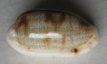 /products/cypraea-teres-gmelin-17911/