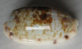 /products/cypraea-teres-gmelin-1791/