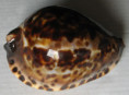 /products/cypraea-luchuana-kuroda-19601/
