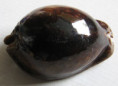 /products/cypraea-stercoraria-linnaeus-17581/