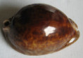 /products/cypraea-stercoraria-linnaeus-1758-giant/