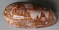 /products/oliva-porphyria-linnaeus-1758/