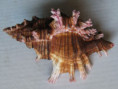 /products/chicoreus-maurus-broderip-w-j-1833/