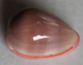 /products/bullata-lilacina-sowerby-g-b-ii-18461/