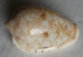 /products/marginella-helmatina-rang-1832/