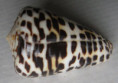 /products/conus-eburneus-polyglotta-weinkauff-1891/