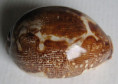 /products/cypraea-mappa-linnaeus-1758/