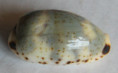 /products/cypraea-kieneri-reductesignata-schilder-1924/
