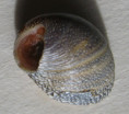/products/clithon-auxilloi-new-specimen-gras-2024/