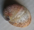 /products/neripteron-asperulatum-recluz-1842/