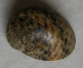 /products/nerita-orbignyana-recluz-1841/