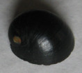 /products/nerita-morio-sowerby-1832/
