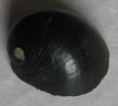 /products/nerita-morio-1-sowerby-1832/