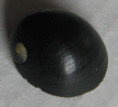 /products/nerita-morio-2-sowerby-1832/