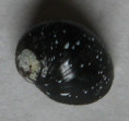 /products/clithon-dispar-pease-1867/
