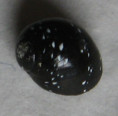 /products/clithon-dispar-2-pease-1867/