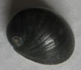 /products/nerita-vittiensis-hombron-jaquinot-1854/