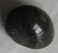 /products/nerita-vitiensis-hombron-jaquinot-1854/
