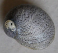 /products/nereina-haematostoma-martens-1878/