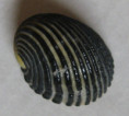 /products/nerita-magdalenae-gmelin-1791-1/