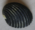 /products/nerita-magdalenae-gmelin-1791-2/