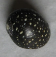 /products/clithon-leachii-recluz-1841/
