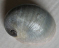/products/neritina-macgillivrayi-reeve-1855/