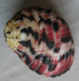 /products/nerita-versicolor-gmelin-1791/
