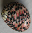 /products/nerita-versicolor-gmelin-17914/