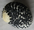 /products/nerita-tessellata-gmelin-j-f-1791/