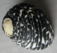 /products/nerita-tessellata-gmelin-j-f-17912/