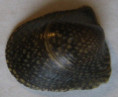 /products/neripteron-bicanaliculatum-recluz-1843/