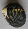 /products/nerita-scabricosta-lamarck-18222/