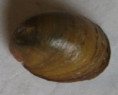 /products/neripteron-cornucopia-1-benson-1836/