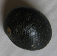 /products/nerita-argus-recluz-c-1841/