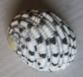 /products/nerita-textilis-gmelin-1791/