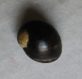 /products/fluvinerita-tenebricosa-adams-1852/