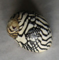 /products/puperita-pupa-linne-1767/