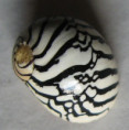 /products/puperita-pupa-linne-17672/