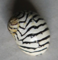 /products/puperita-pupa-linne-17671/