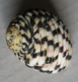 /products/nerita-versicolor7-gmelin-1791/