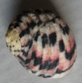 /products/nerita-versicolor-gmelin-17911/