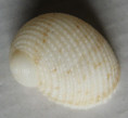 /products/neritopsis-radula-linnaeus-1758/